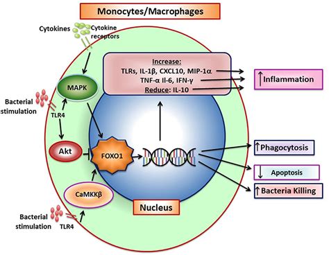 Frontiers Mucosal Immunity And The FOXO1 Transcription Factors