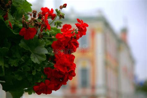 Flores De Geranio Rojo Con Un Palacio Colorido En El Fondo Foto De