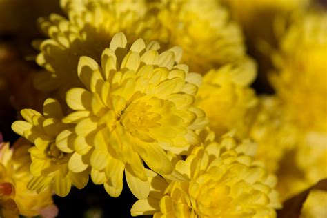 Yellow Flowers Background Royalty-Free Stock Photo