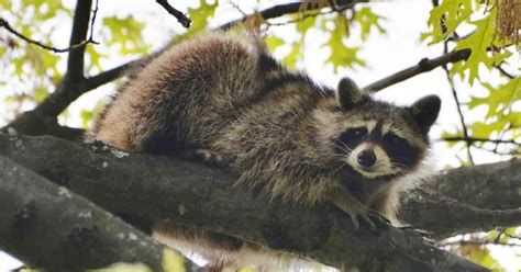 Raccoon Habits - AnimalBehaviorCorner