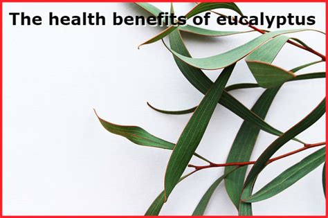 The Health Benefits Of Eucalyptus Herbal Tea Recipes