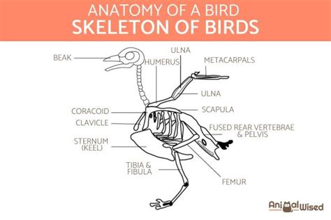 Parts Of A Bird Discovering The Essential Parts Of A Bird’s Body