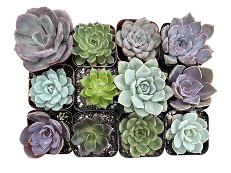 Echeveria Succulents 12 Pack