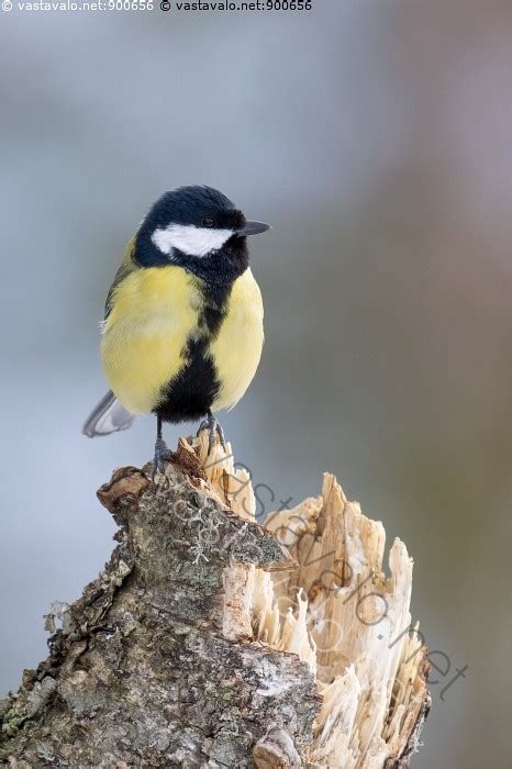 Kuva Talitiainen Talitiainen Tiainen Parus Major Tintti Koiras