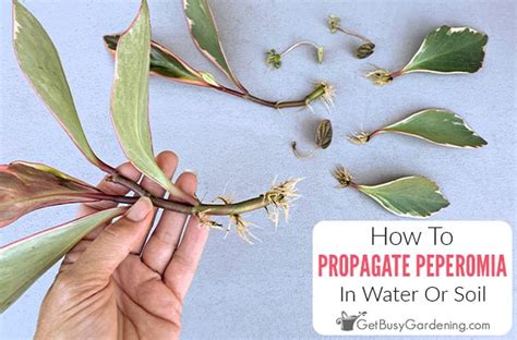 How To Propagate Peperomia In Water Or Soil Get Busy Gardening