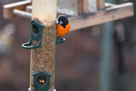 Baltimore Oriole - FeederWatch