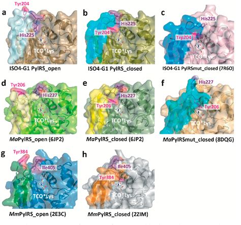 Figure 1 From Crystal Structure Of Pyrrolysyl Trna Synthetase From A