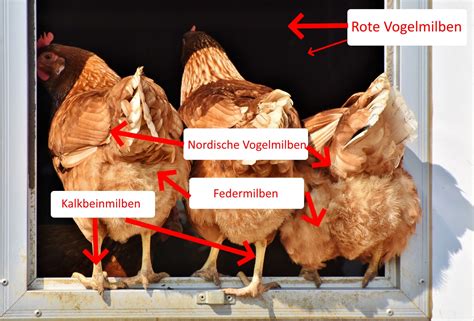 Federlinge Bek Mpfen Tipps Gegen Federlinge Huehner Ratgeber De