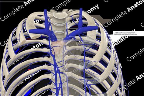 Left Brachiocephalic Vein Complete Anatomy