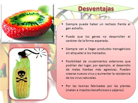 Ventajas y Desventajas de los Alimentos Transgénicos Cuadro Comparativo