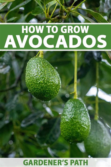 What Do Avocados Grow On Back Gardener