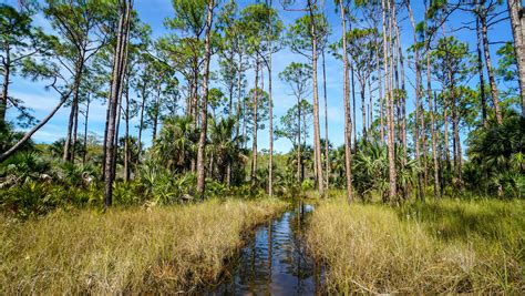 Big Cypress National Preserve - The Alliance for Florida's National Parks