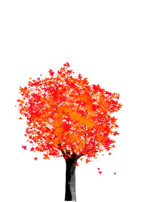 Maple Tree With Red Leaves Red Maple Plant Tree Png Transparent