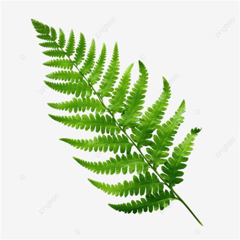 Isolated Asplenium Nidus Leaf Or Bird Net Fern Leaf With Clipping Paths