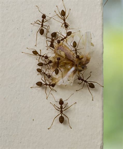 Grandes Hormigas Rojas Usando El Trabajo De Equipo Para Llevar Comida A Trozos Grandes Foto De