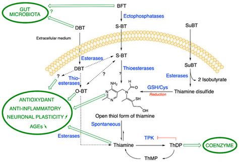 IJMS Free Full Text Neuroprotective Effects Of Thiamine And