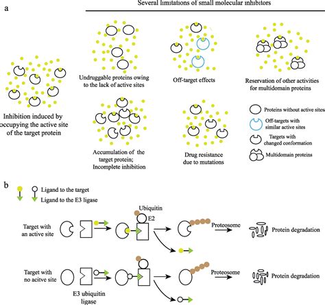 Small Molecule Protacs An Emerging And Promising Approach For The Development Of Targeted