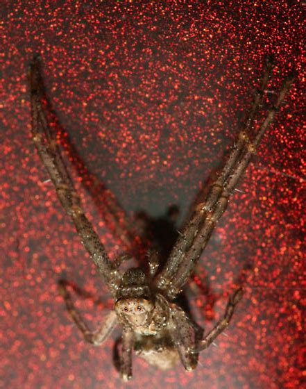 Spider On My Car Tmarus Angulatus BugGuide Net