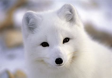 Cute Arctic Fox Pictures Images & Pictures - Becuo