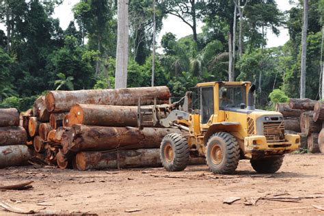 Alerta desmatamento na Amazônia bate recorde histórico