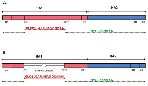 Schematic Description Of The Full Length And Headless Hemagglutinin