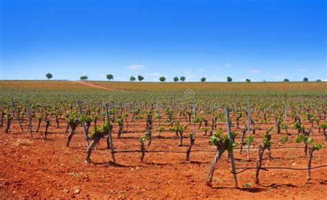 Vineyard in Castile La Mancha of Spain Stock Photo - Image of harvest ...