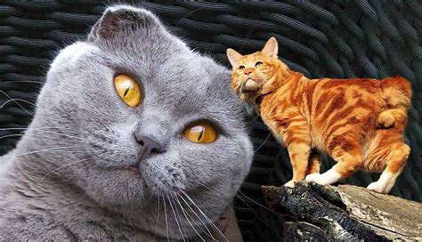 10 Most Exotic Cat Breeds