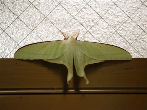 Actias artemis - Facts, Diet, Habitat & Pictures on Animalia.bio