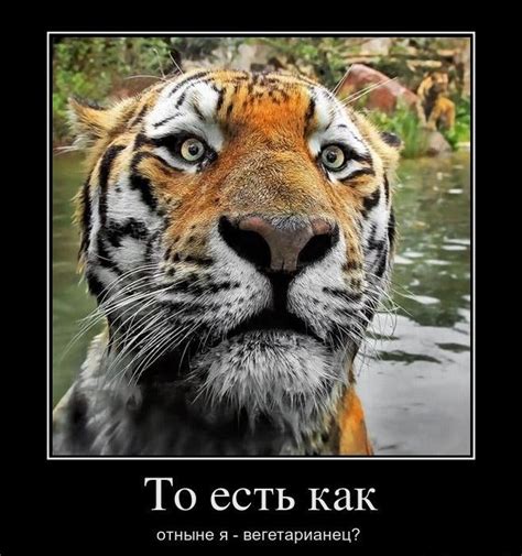 Юмор. Приколы. Фото, видео весело | deus1.com- эффективные методы ...