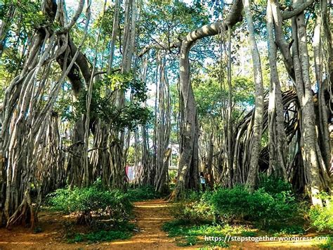 Big Banyan Tree All You Need To Know Before You Go 2025