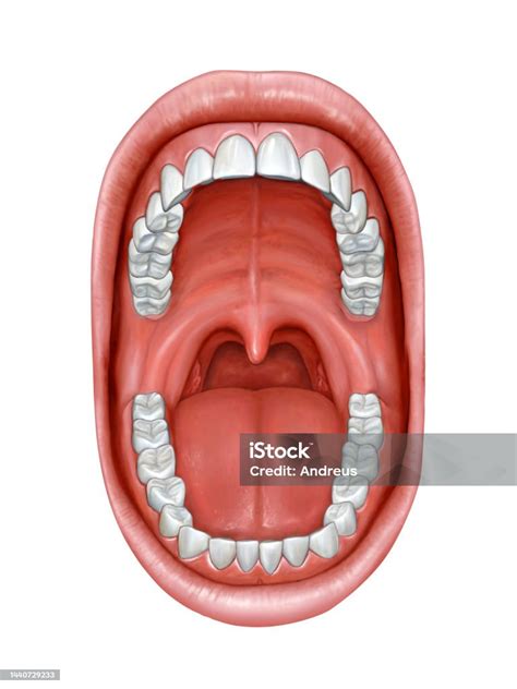 Anatomie Der Mundhöhle Stock Vektor Art Und Mehr Bilder Von