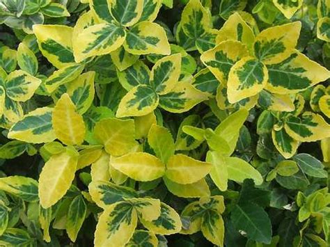 Identifying Evergreen Shrubs And Bushes