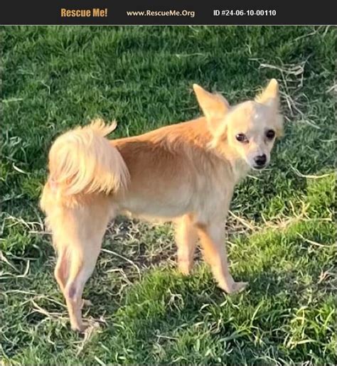 Adopt Chihuahua Rescue Lorena Tx