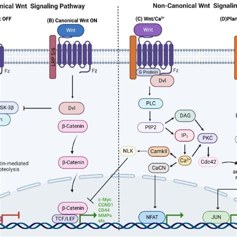 Overview of Wnt signaling pathways. (A) Canonical Wnt pathway off. (B)... | Download Scientific ...