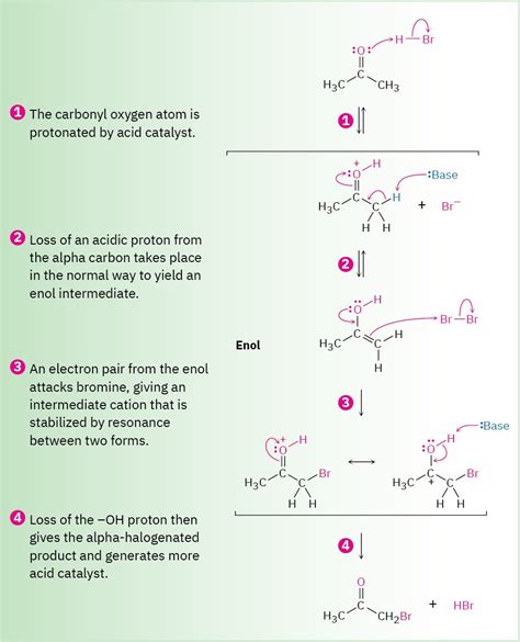 223 Alpha Halogenation Of Aldehydes And Ketones Organic Chemistry A