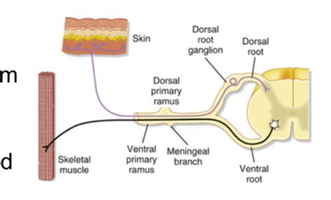 Aandp Lecture 7 The Somatosensory System Flashcards Quizlet