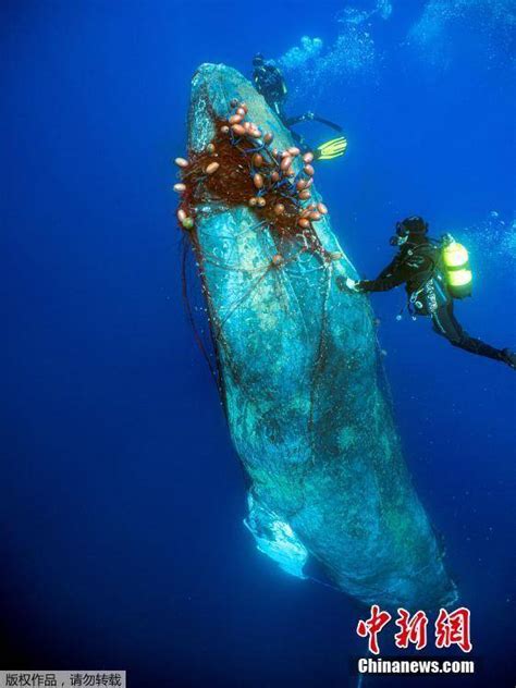 西班牙12米长座头鲸被网缠身 潜水员合力割网解救 搜狐大视野 搜狐新闻