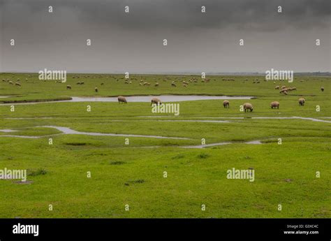 Typical Normandy Farm Landscape In France Stock Photo Alamy