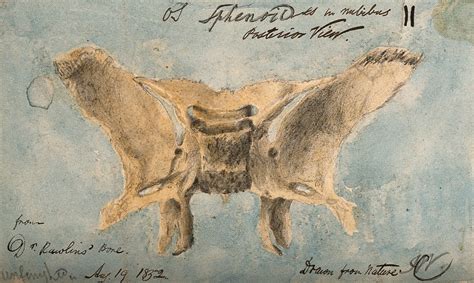 Sphenoid Bone Posterior View