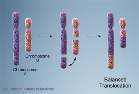 Cri-du-chat syndrome: MedlinePlus Genetics