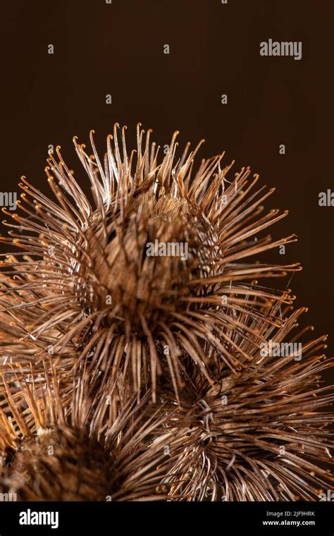 Greater Burdock Arctium Lappa Surrey Uk Stock Photo Alamy