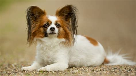 The Ultimate Guide to Papillons: Owning, Training, and Caring for These ...