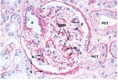 Renal And Urinary Tract Histology Flashcards Quizlet