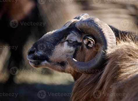 Ram Animal Stock Photos, Images and Backgrounds for Free Download