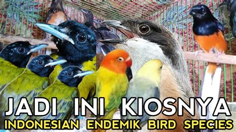 Indonesian Endemik Bird Species Jadi Ini Kiosnya Pasar Burung