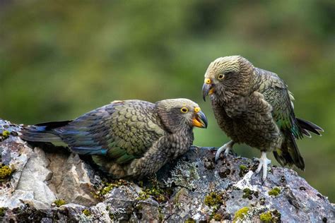 New Zealand Birds Stock Photos, Images and Backgrounds for Free Download