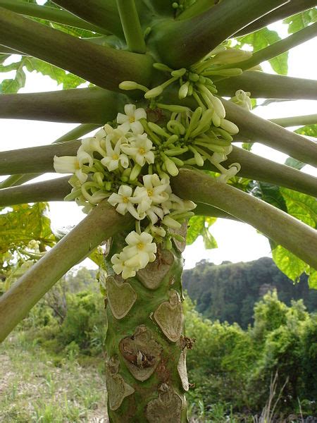 Male Flowers Of Carica Papaya Reunion Island Feedipedia