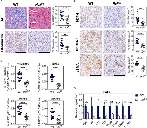 PDF Inhibition Of HCK In Myeloid Cells Restricts Pancreatic Tumor