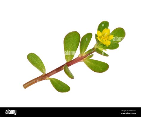 Common Purslane Portulaca Oleracea Stock Photo Alamy