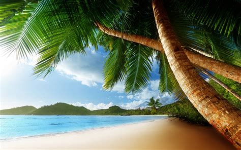 Palm Tree Beach Wallpapers Wallpaper Cave